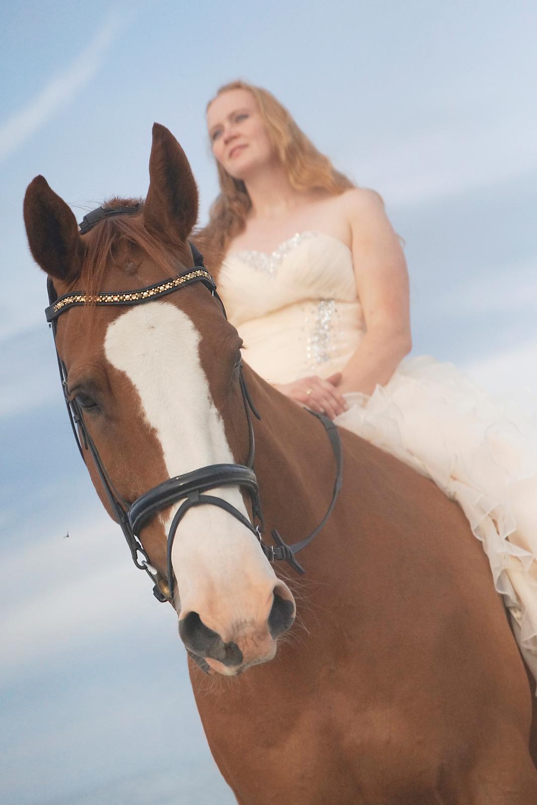 Trakehner Heywood af Lykkebo billede 17