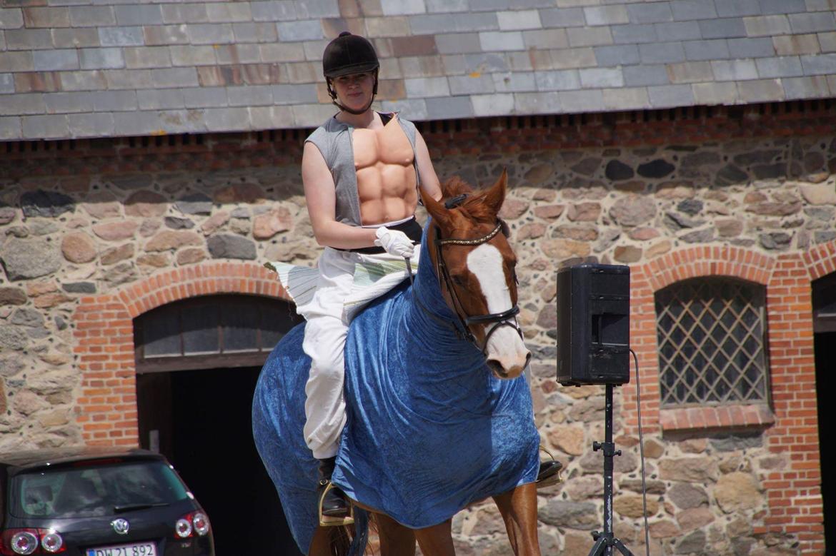 Trakehner Heywood af Lykkebo billede 10