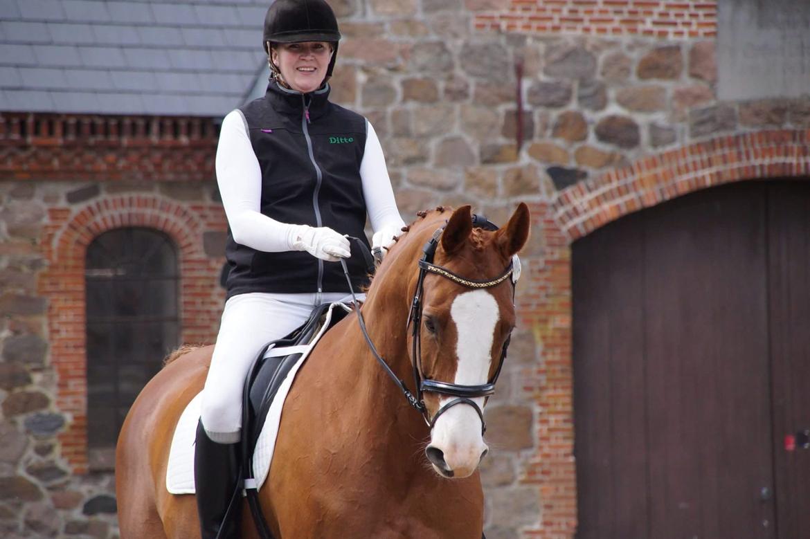 Trakehner Heywood af Lykkebo billede 12