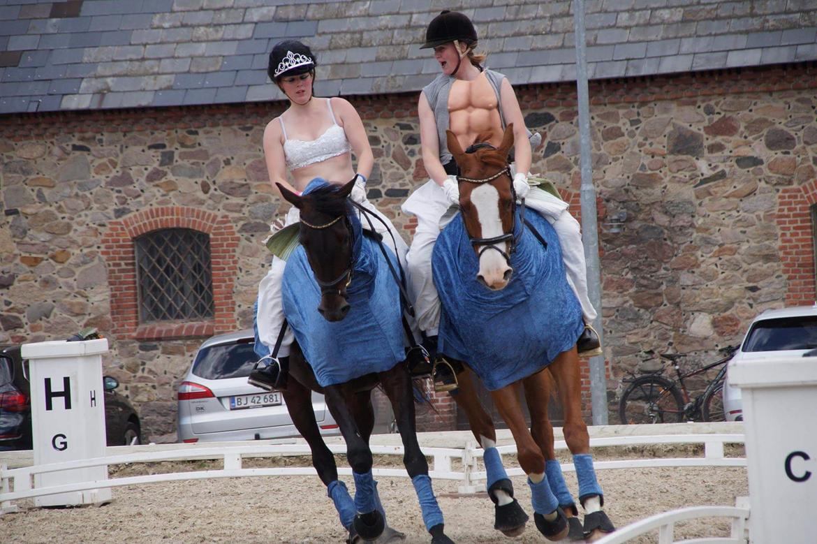 Trakehner Heywood af Lykkebo billede 11