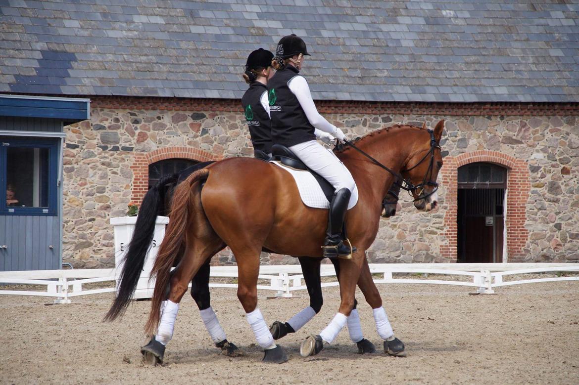 Trakehner Heywood af Lykkebo billede 13