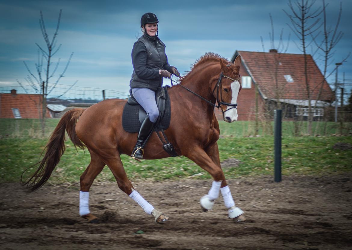 Trakehner Heywood af Lykkebo billede 24