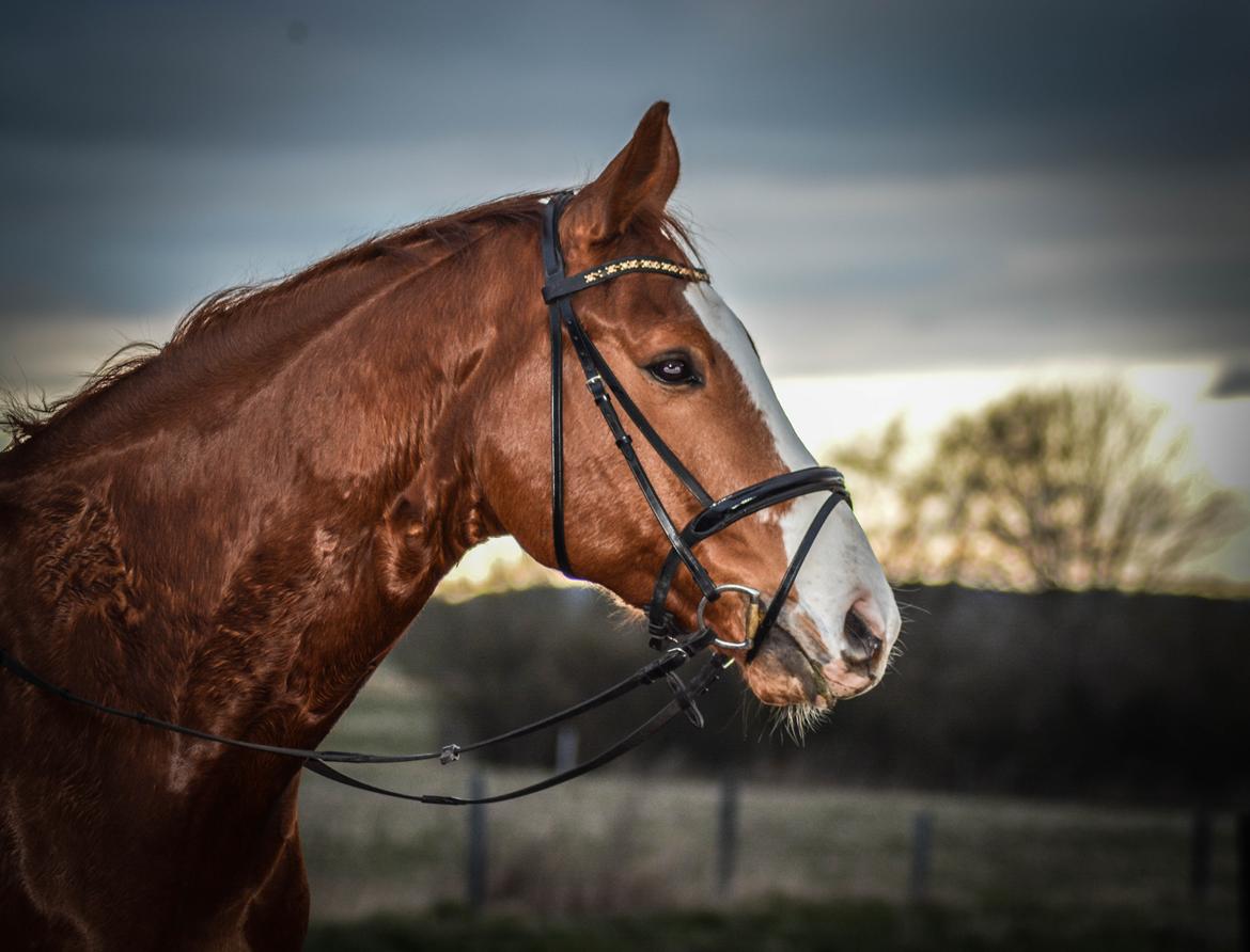 Trakehner Heywood af Lykkebo billede 26
