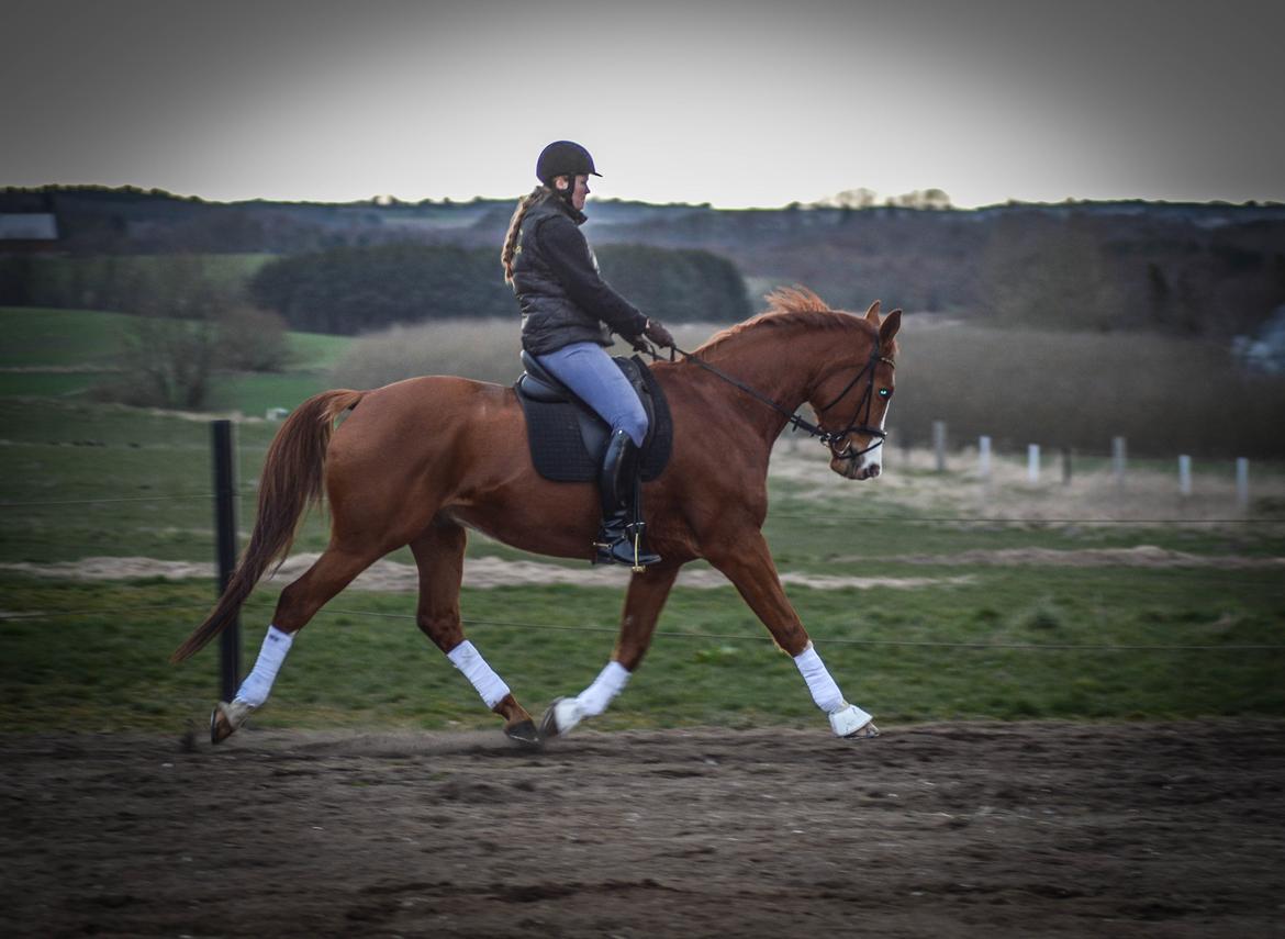 Trakehner Heywood af Lykkebo billede 25