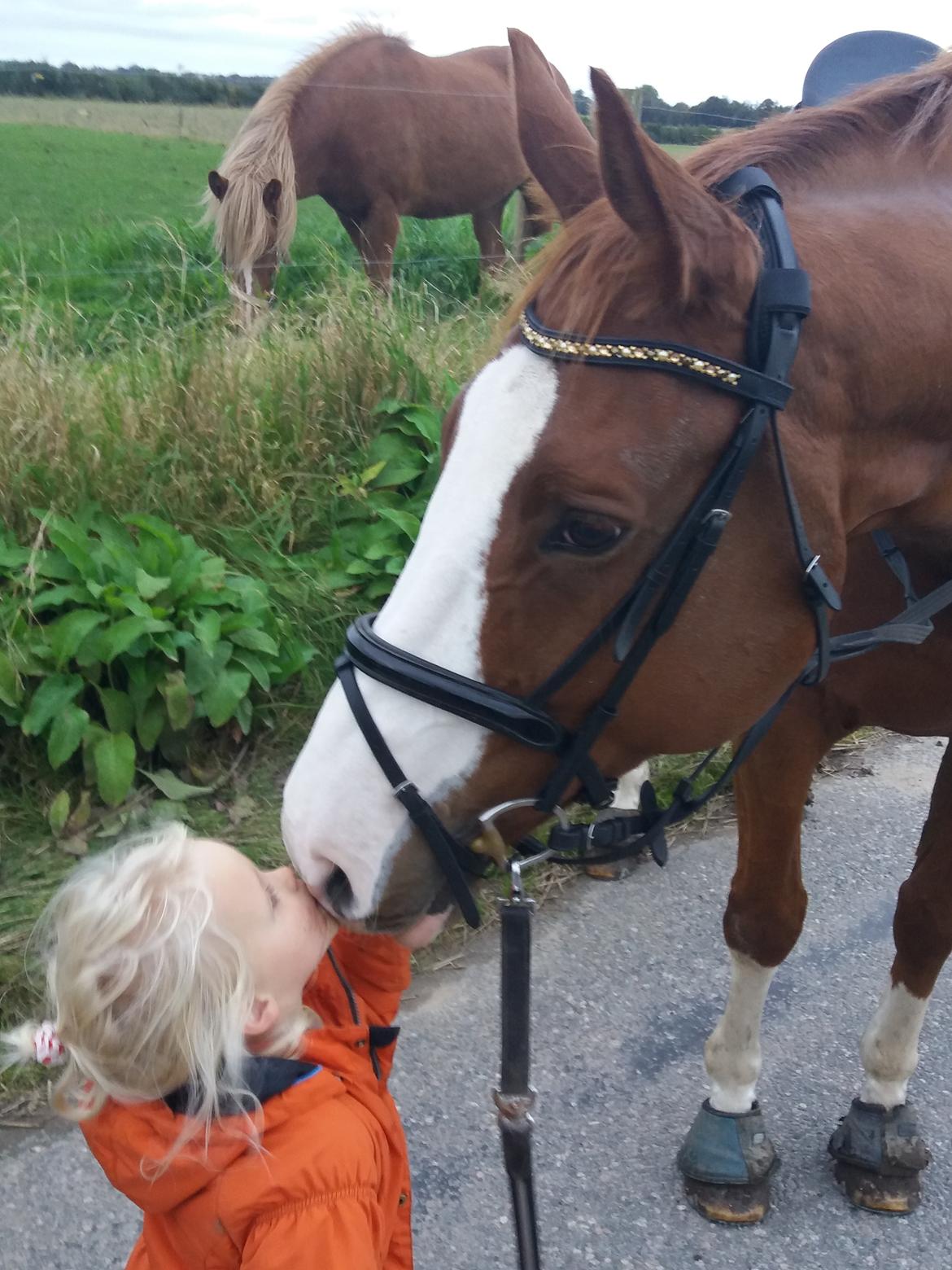 Trakehner Heywood af Lykkebo billede 27