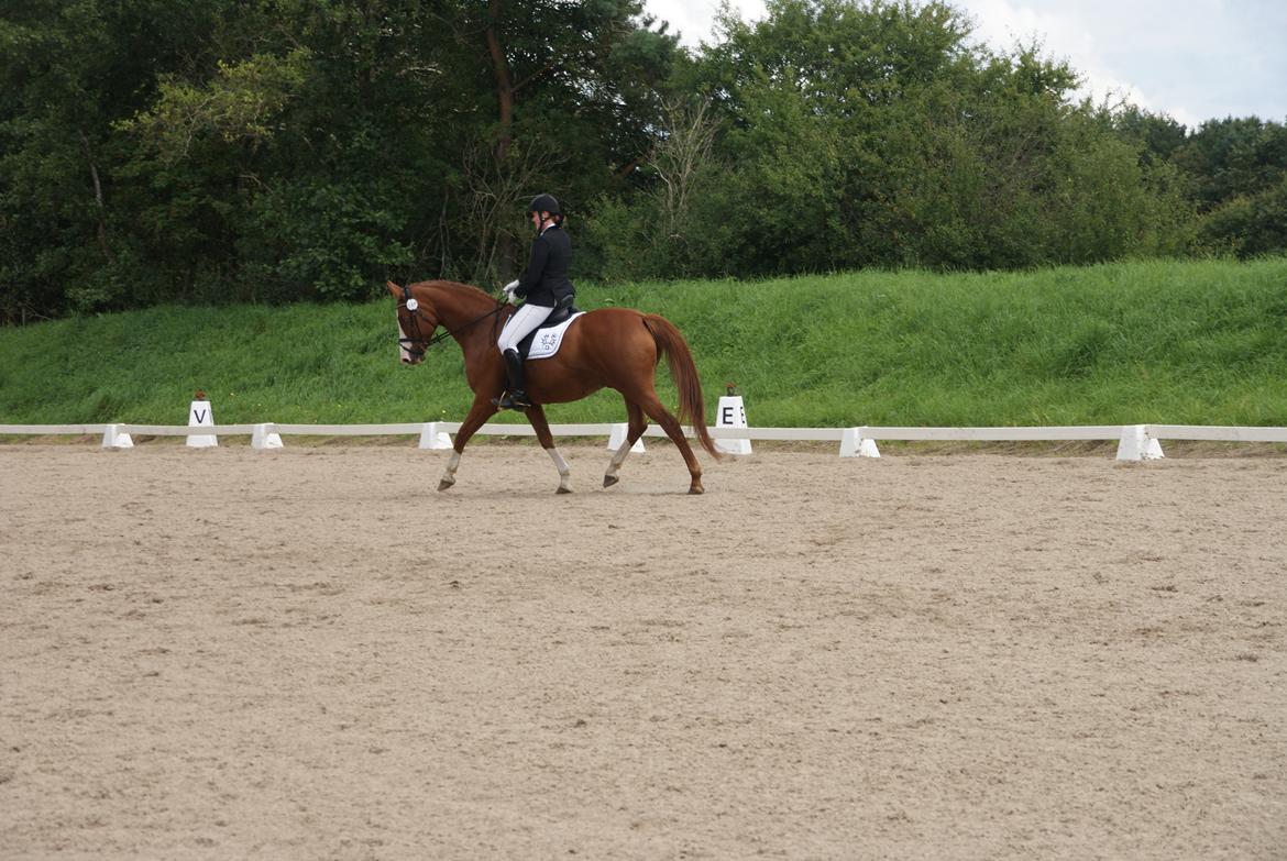 Trakehner Heywood af Lykkebo billede 28