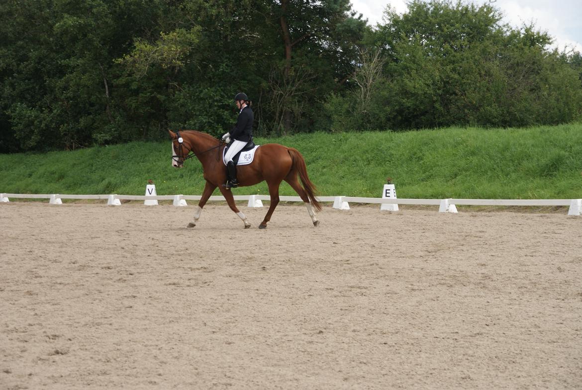 Trakehner Heywood af Lykkebo billede 29