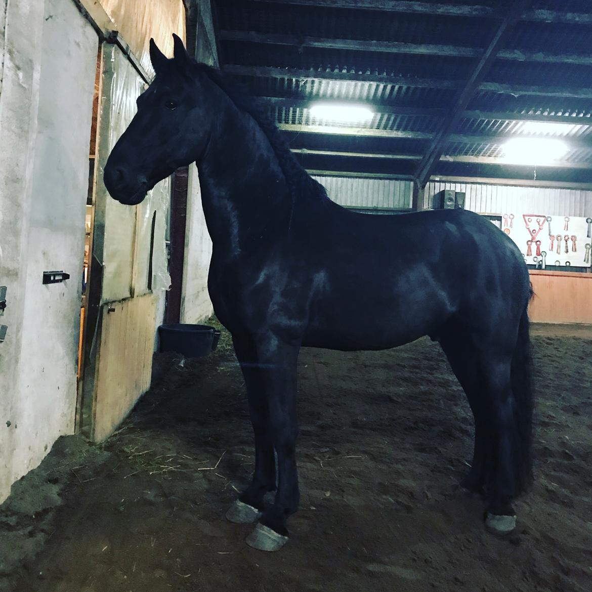 Frieser Van Helsing billede 15