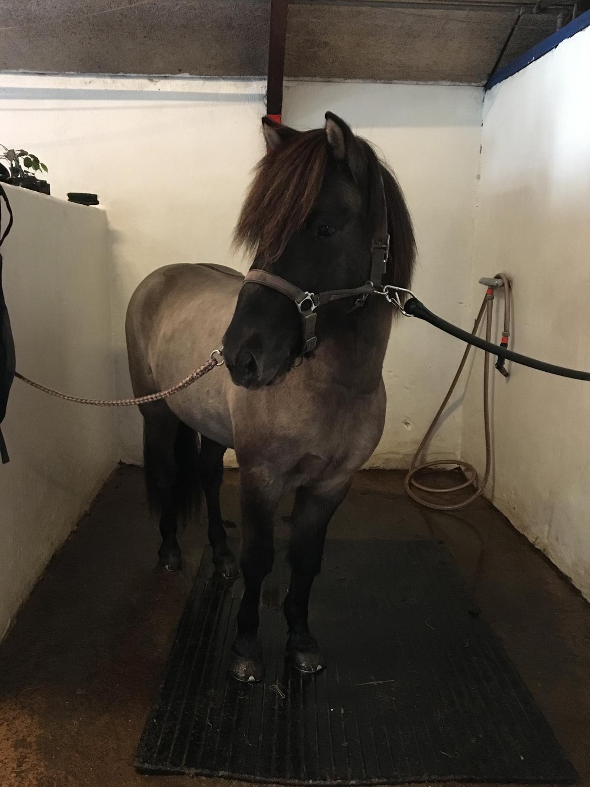 Islænder Þór frá tjörn billede 11