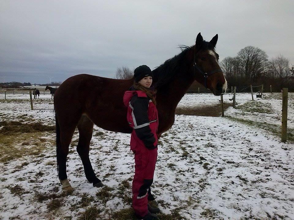 Knabstrupper Jane Højgård  - Et par dage efter jeg fik hende hjem billede 2