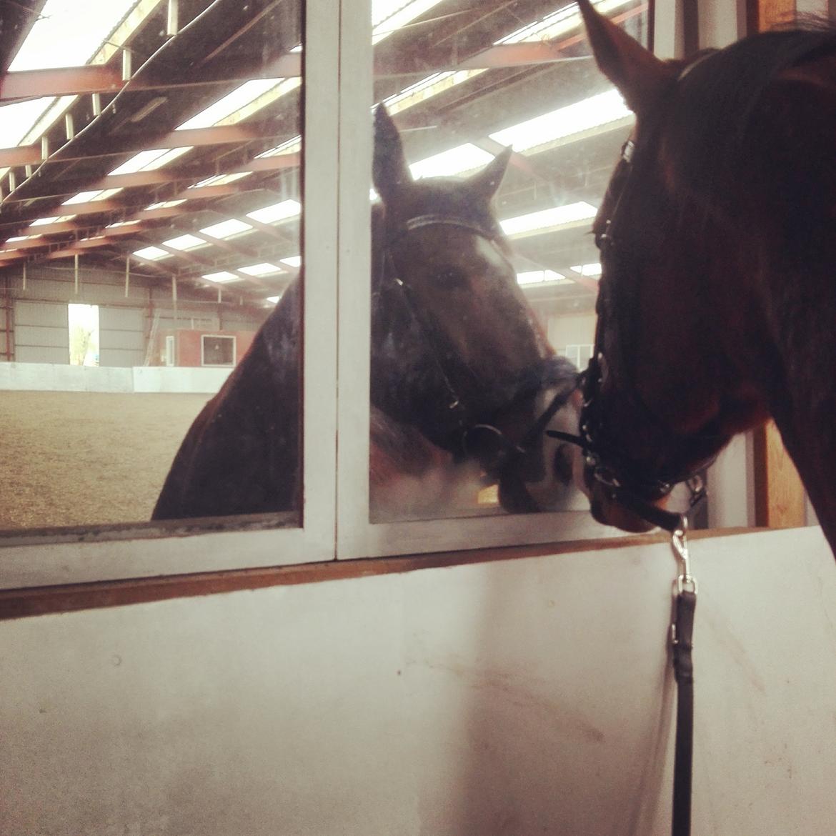 Knabstrupper Jane Højgård  billede 4