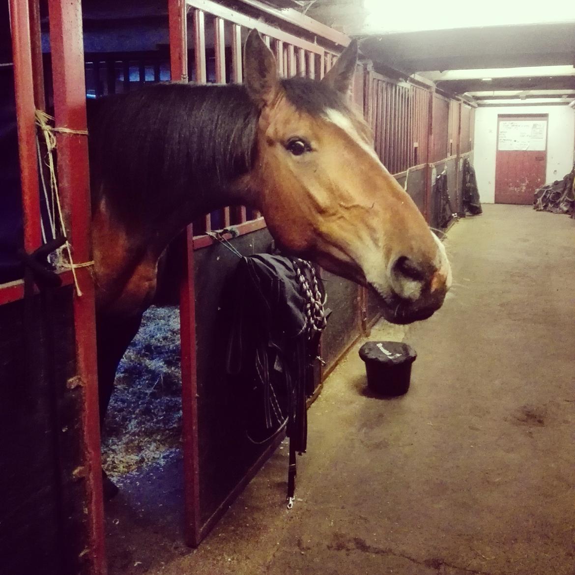 Knabstrupper Jane Højgård  billede 5