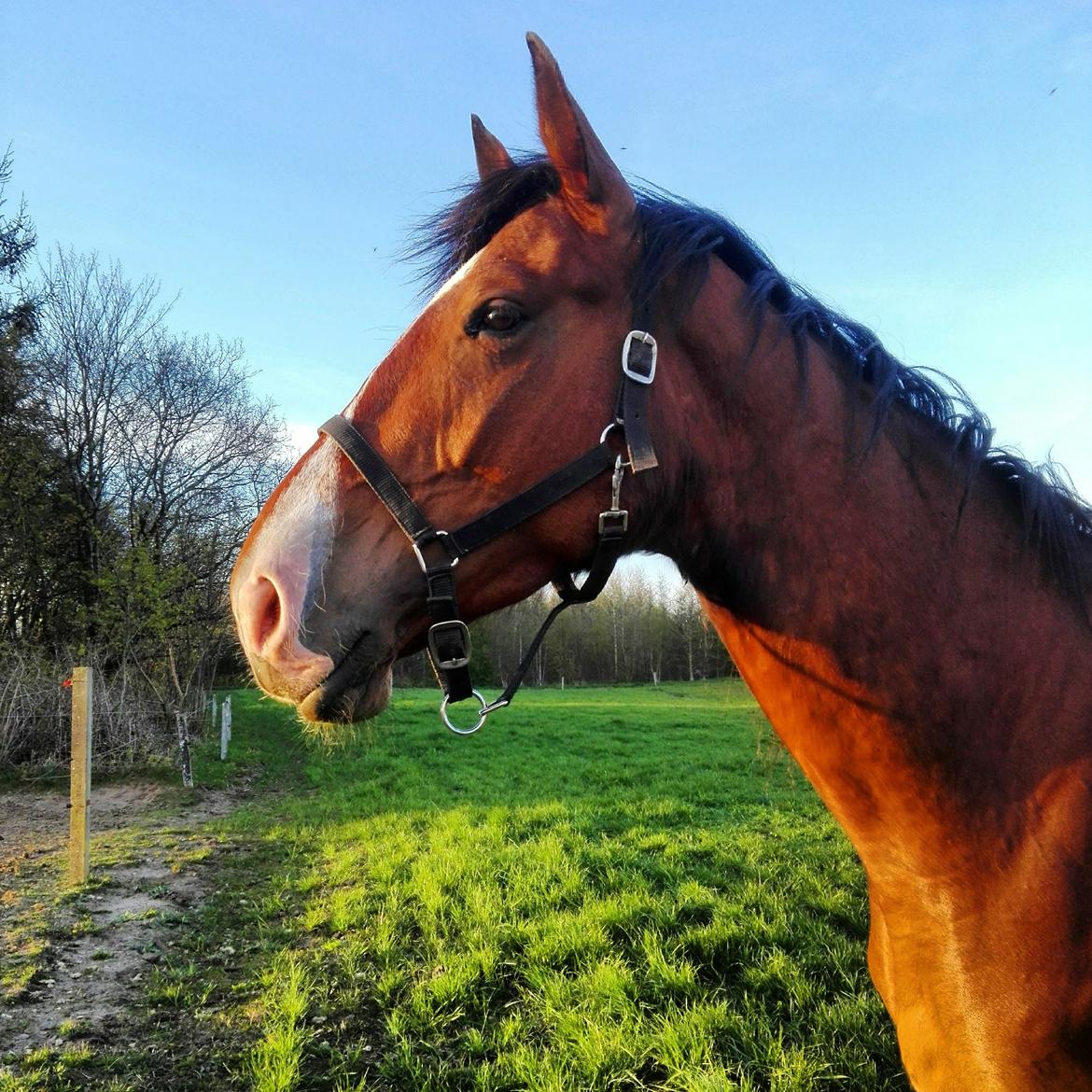 Knabstrupper Jane Højgård  billede 6