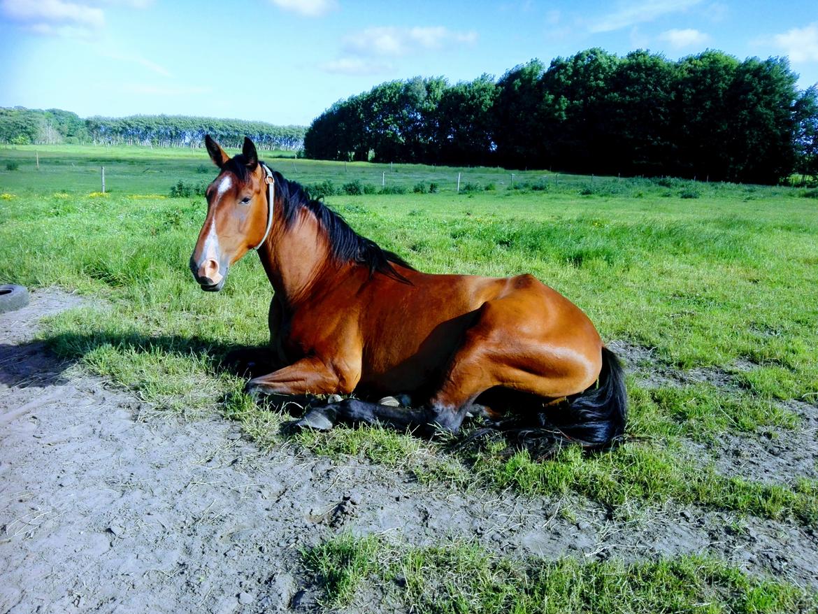 Knabstrupper Jane Højgård  billede 7