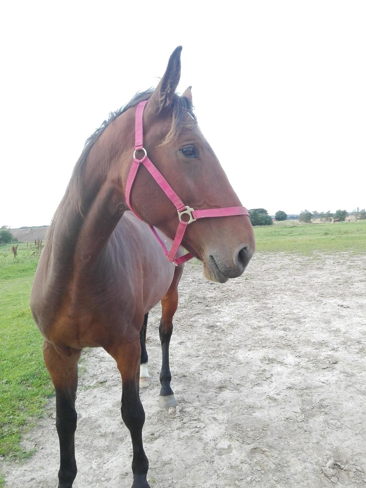 Knabstrupper Jane Højgård  billede 11