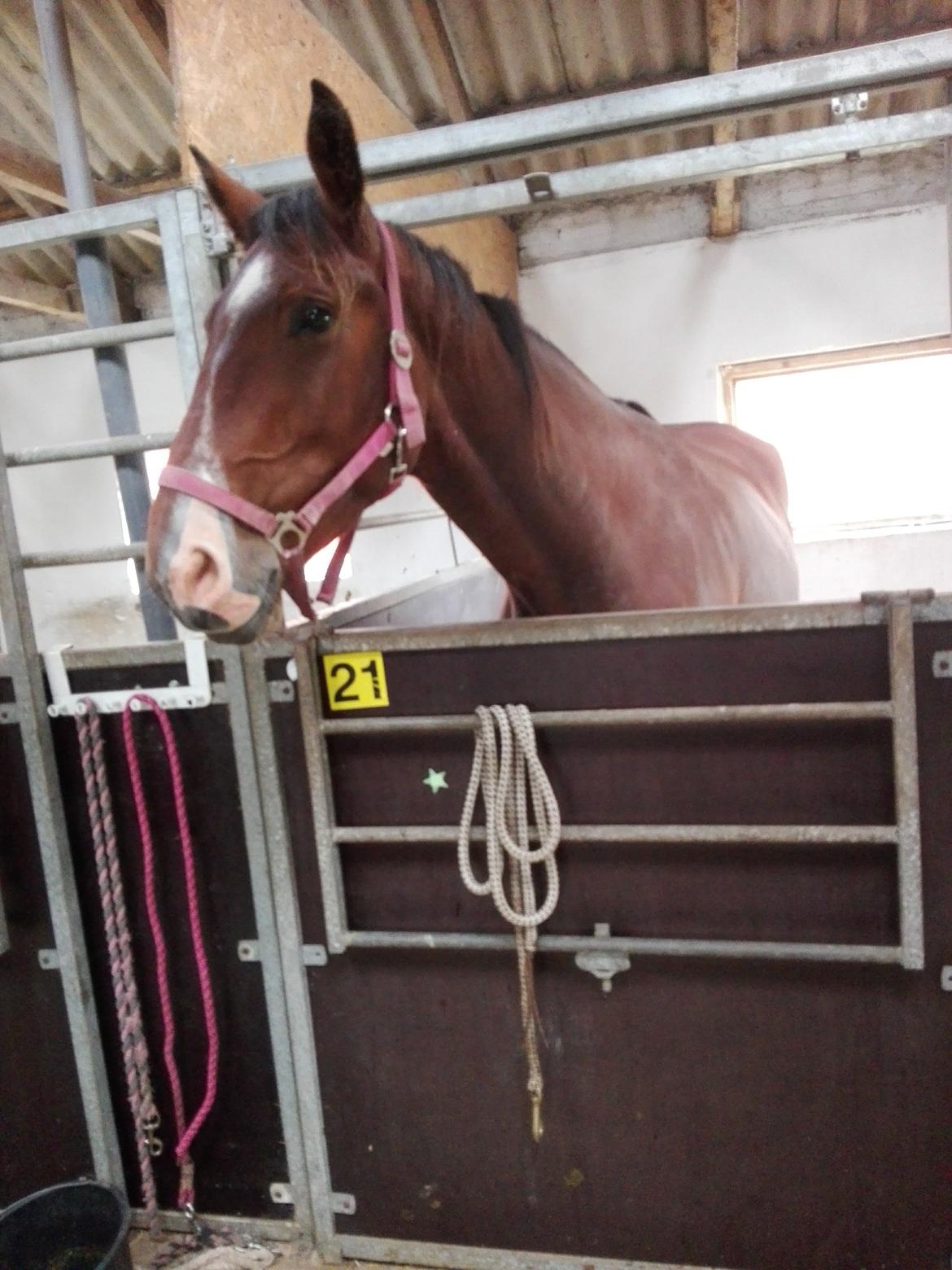 Knabstrupper Jane Højgård  billede 12