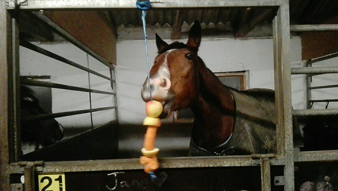 Knabstrupper Jane Højgård  - umnumnum  billede 1