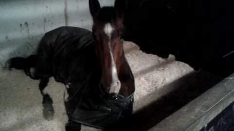 Knabstrupper Jane Højgård  billede 15