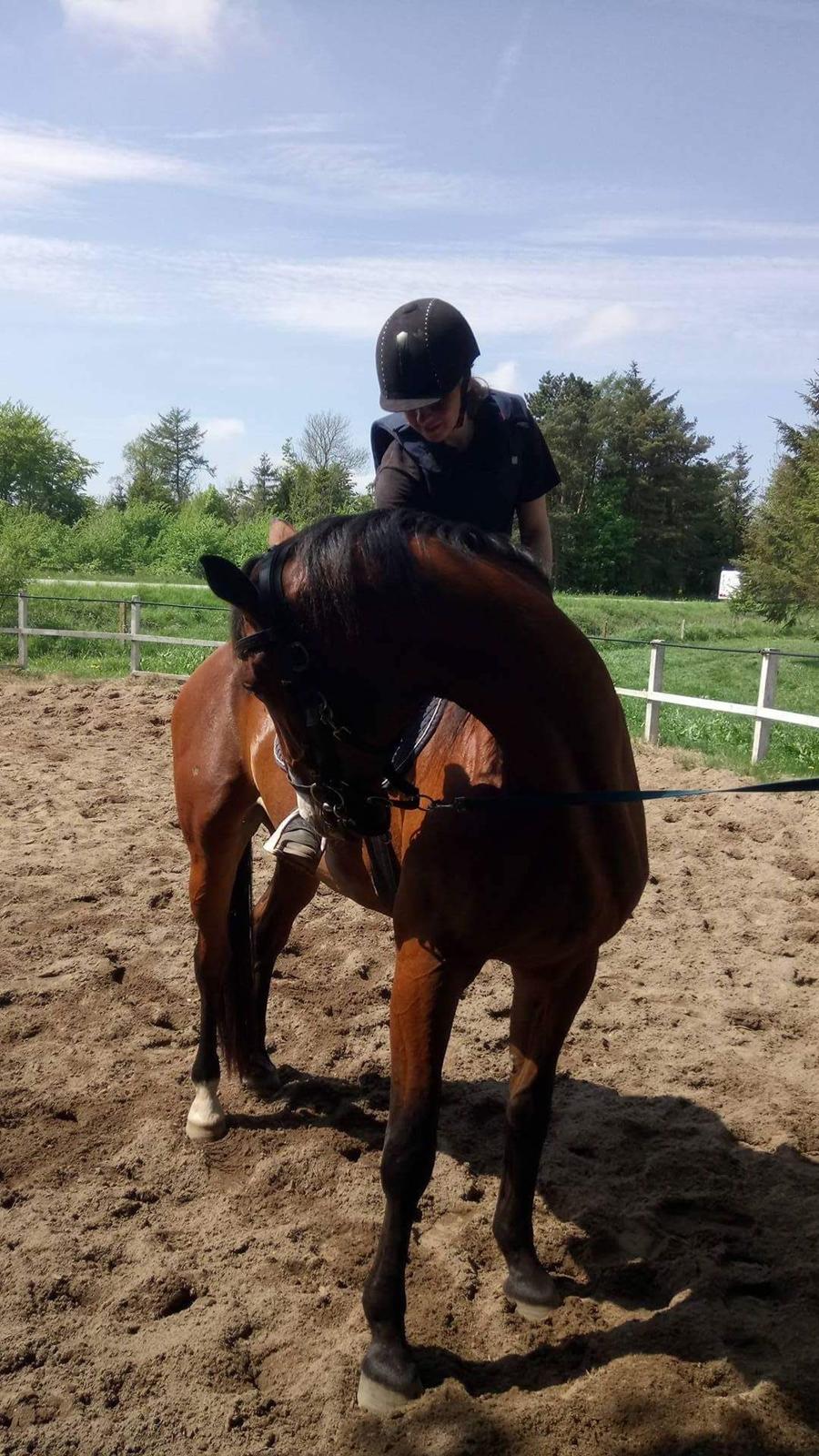 Knabstrupper Jane Højgård  - Aller første gang med rytter. billede 13