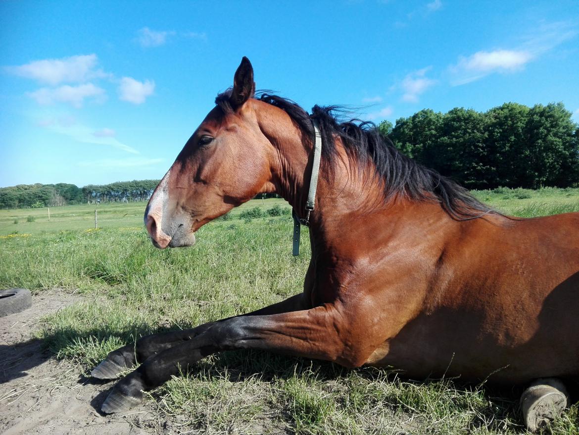 Knabstrupper Jane Højgård  billede 10