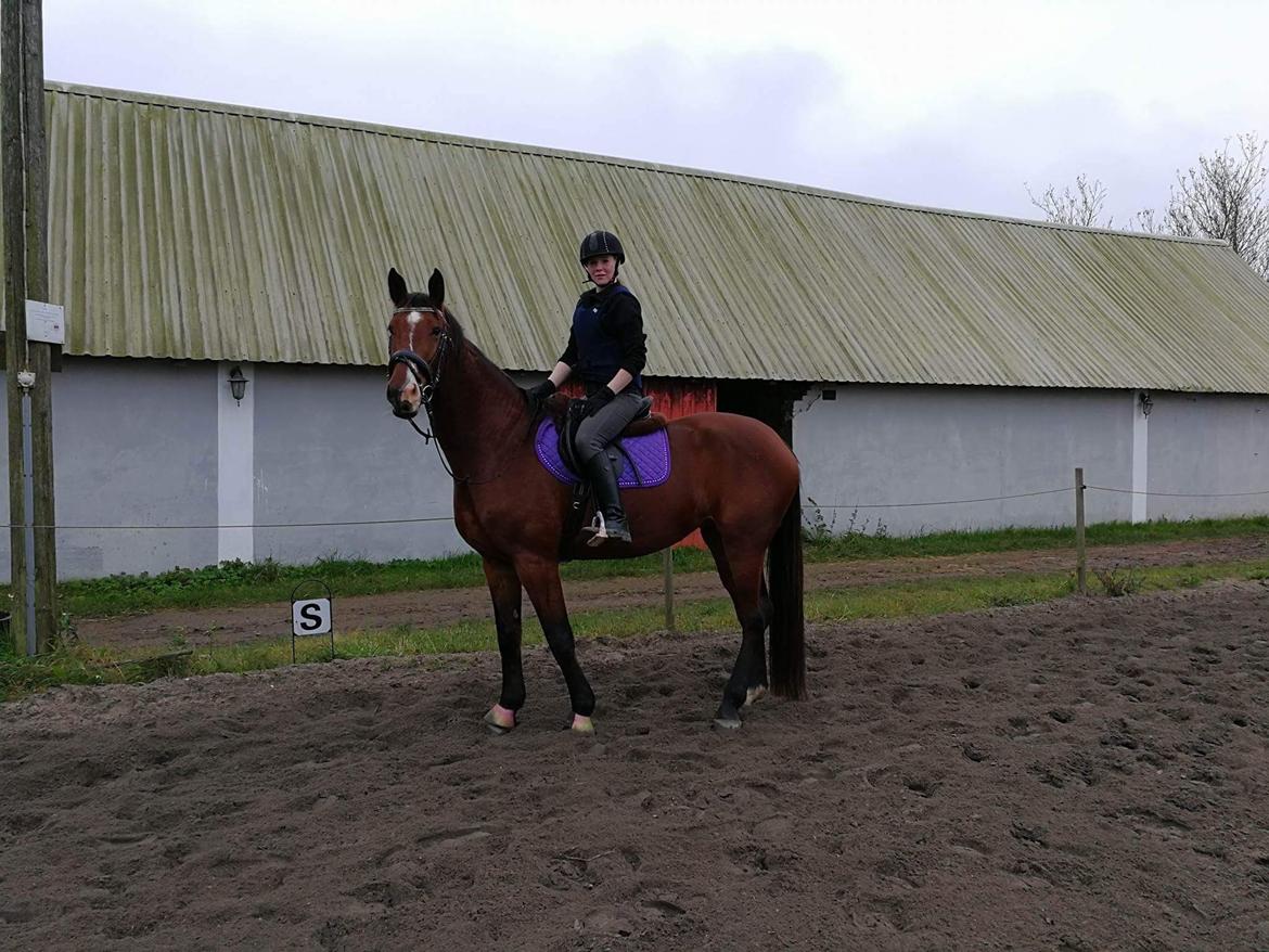 Knabstrupper Jane Højgård  - Første gang udenfor billede 3