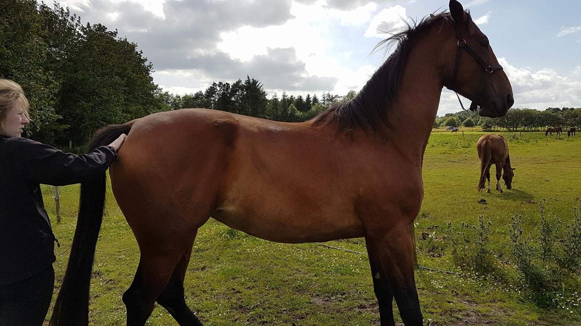 Knabstrupper Jane Højgård  billede 14