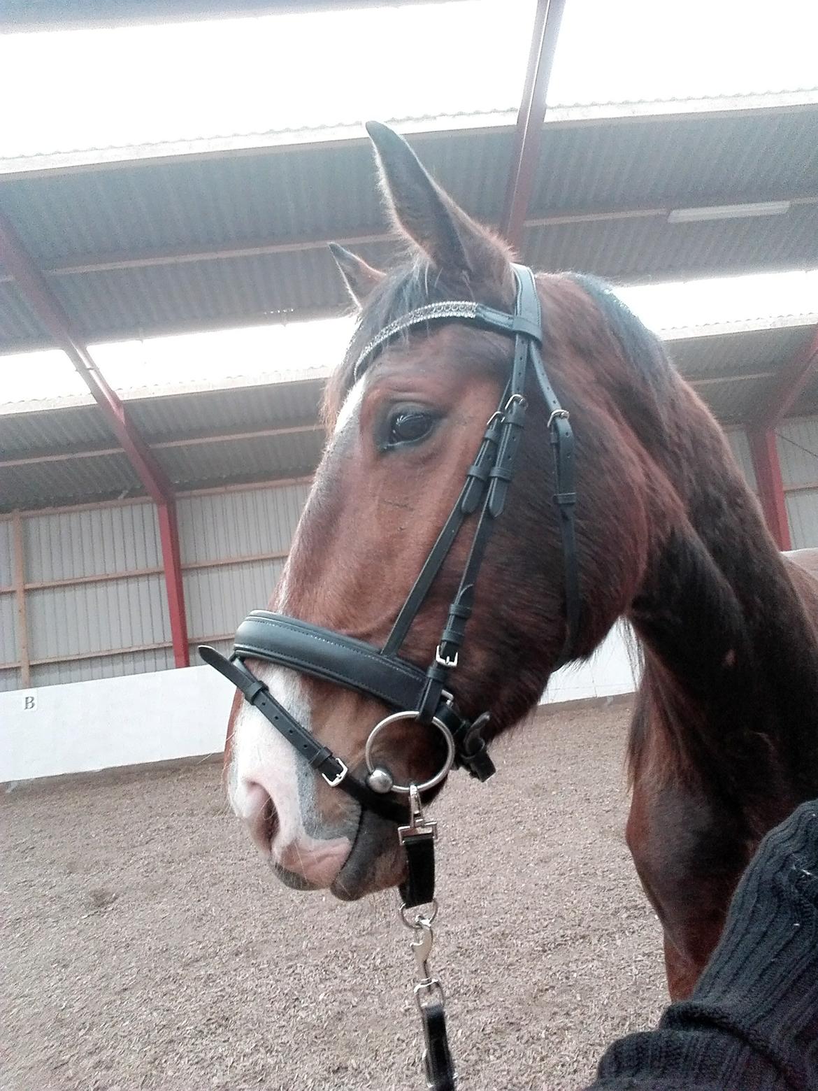 Knabstrupper Jane Højgård  billede 9