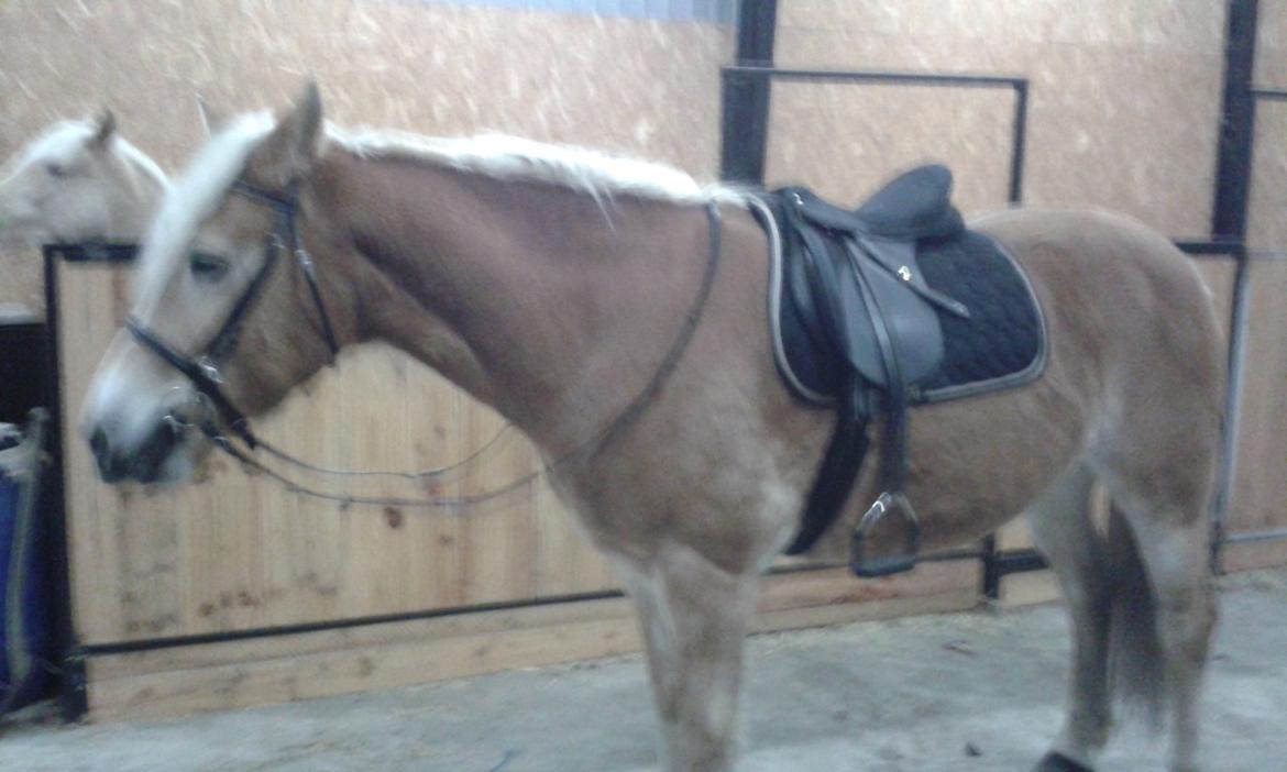 Tyroler Haflinger Luca-Lavanda billede 14