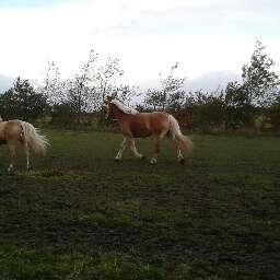 Tyroler Haflinger Luca-Lavanda billede 15