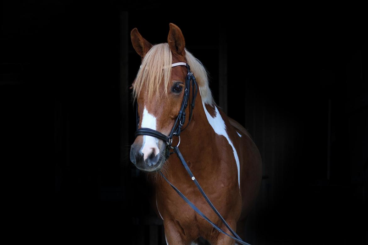 Pinto Araber Felix B-pony og 1/3 A-pony billede 3