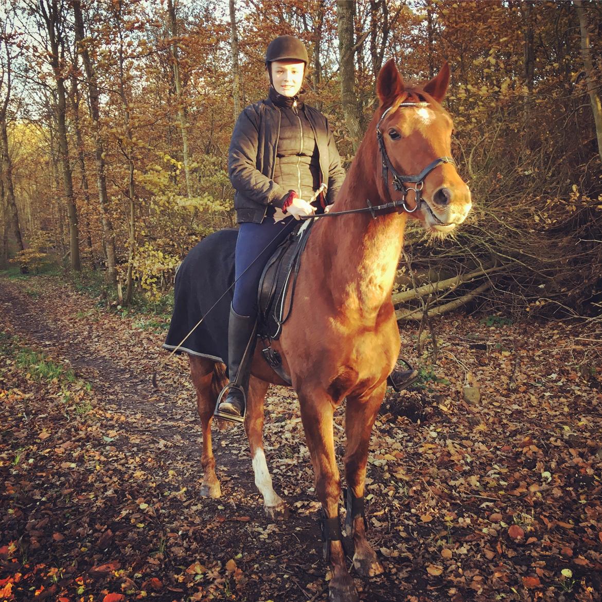 Dansk Varmblod Pilou billede 18