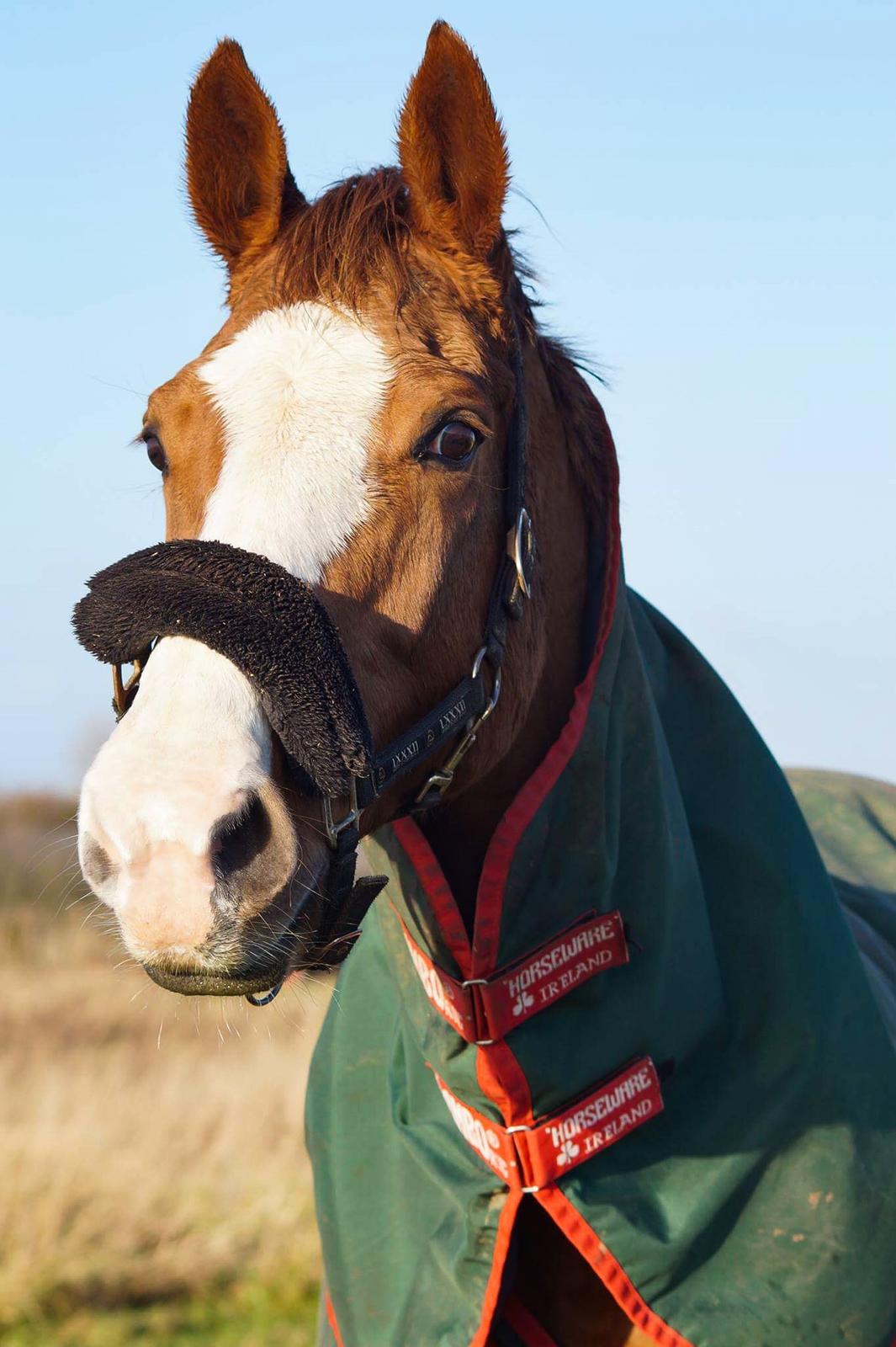 Dansk Varmblod Come cute princess billede 14