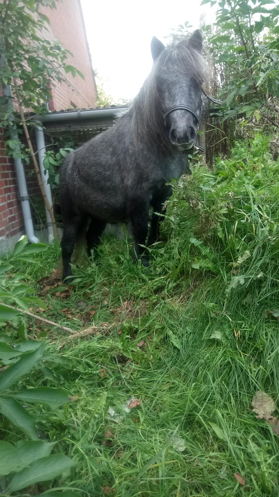 Shetlænder Vive La Liberte billede 1