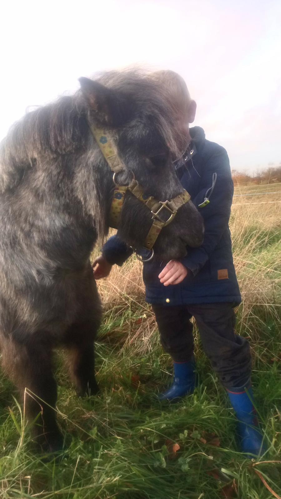 Shetlænder Vive La Liberte billede 3