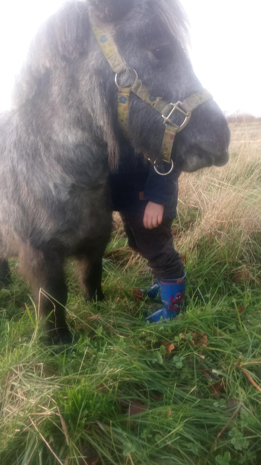 Shetlænder Vive La Liberte billede 2