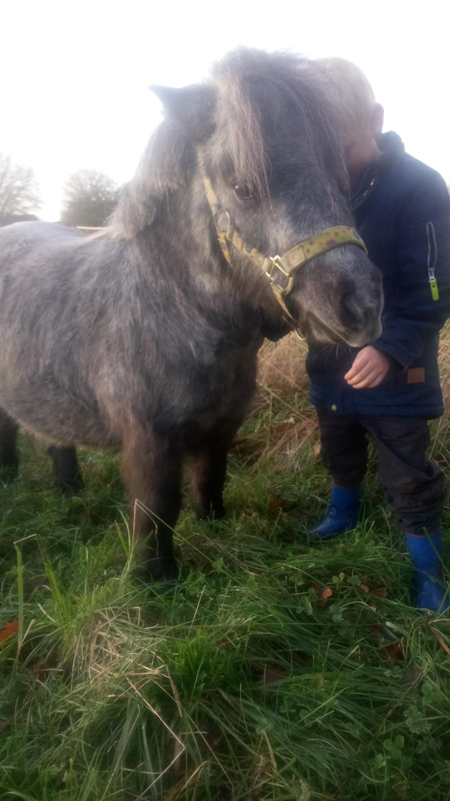 Shetlænder Vive La Liberte billede 5