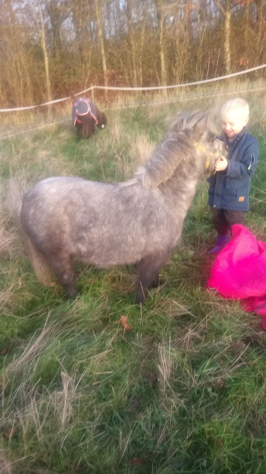 Shetlænder Vive La Liberte billede 6