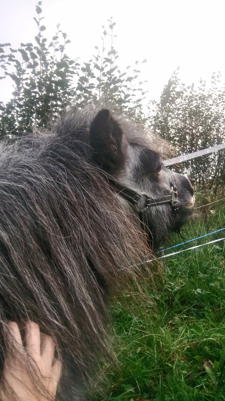 Shetlænder Vive La Liberte billede 4