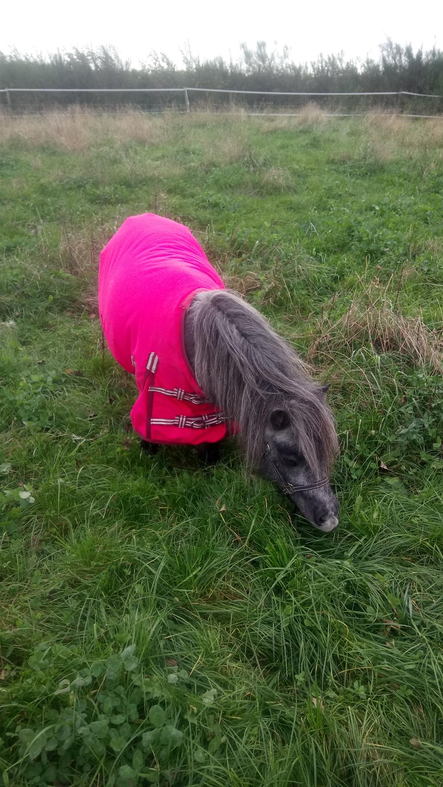 Shetlænder Vive La Liberte billede 8