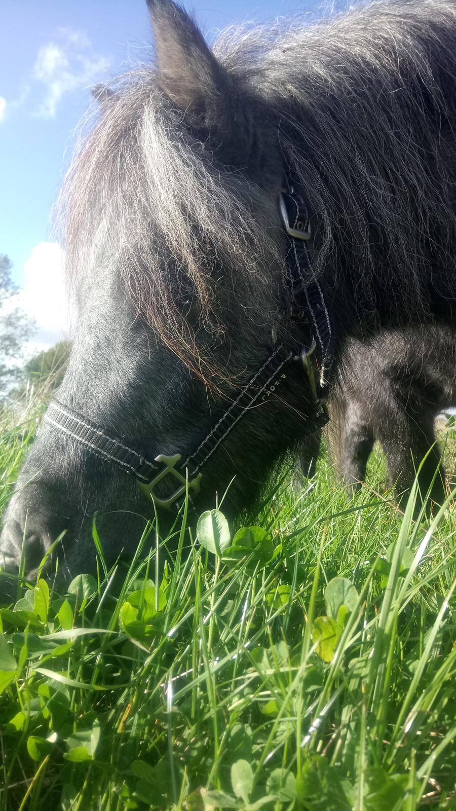 Shetlænder Vive La Liberte billede 9