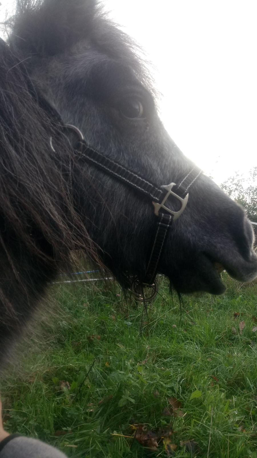 Shetlænder Vive La Liberte billede 7