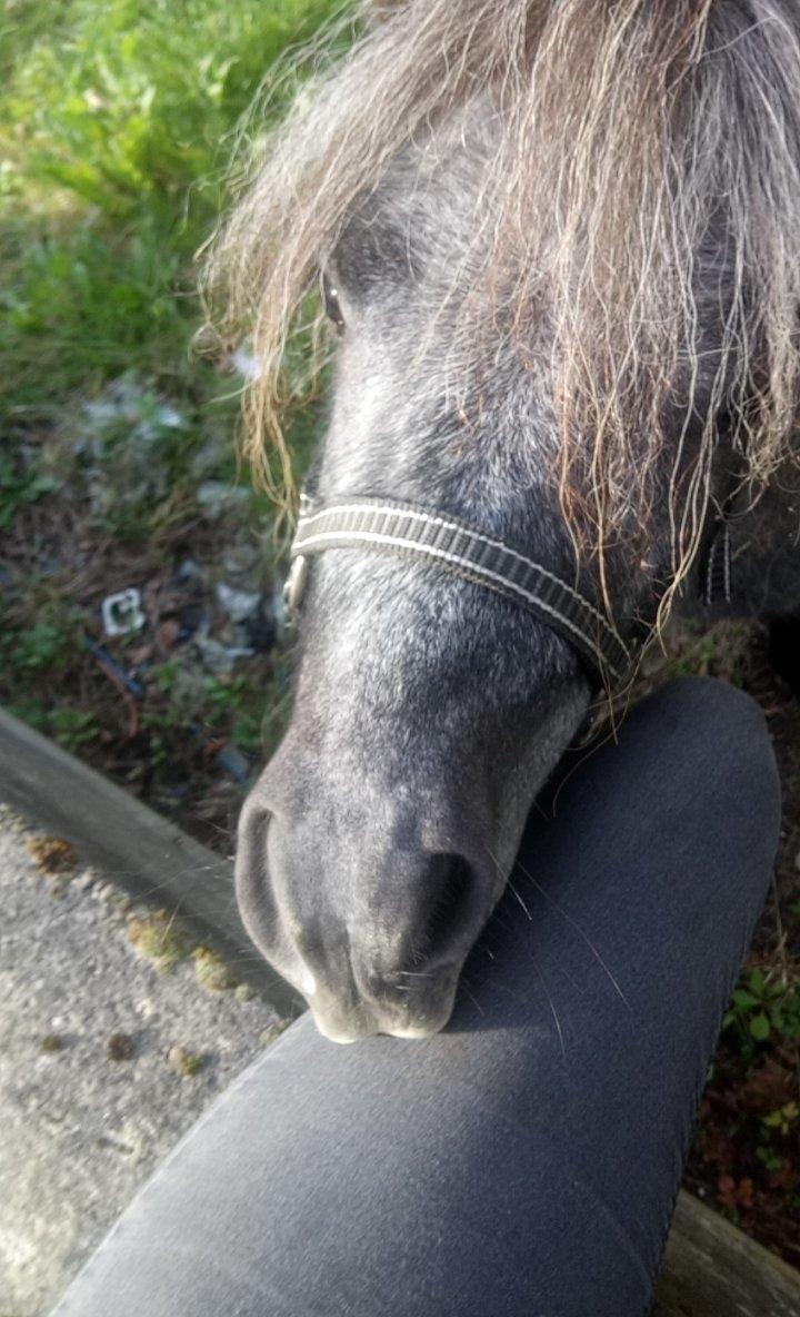 Shetlænder Vive La Liberte billede 10