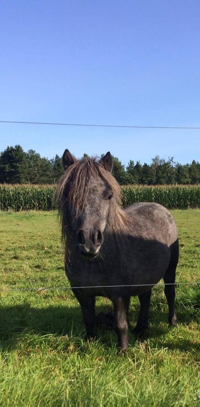 Shetlænder Vive La Liberte billede 11