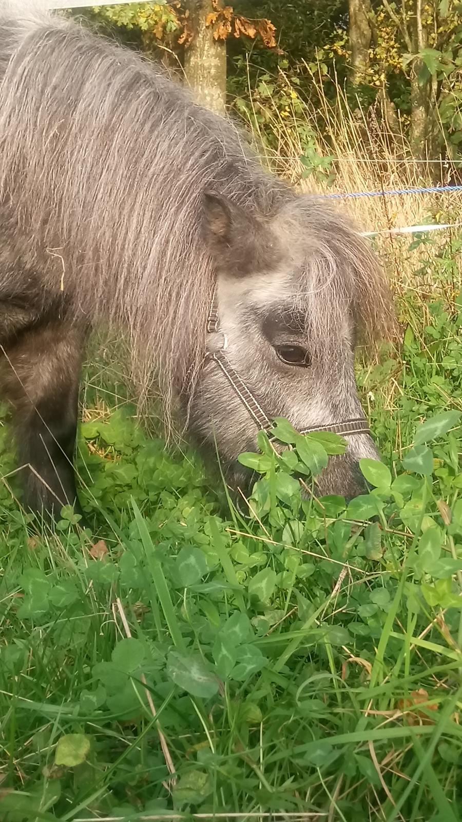 Shetlænder Vive La Liberte billede 12