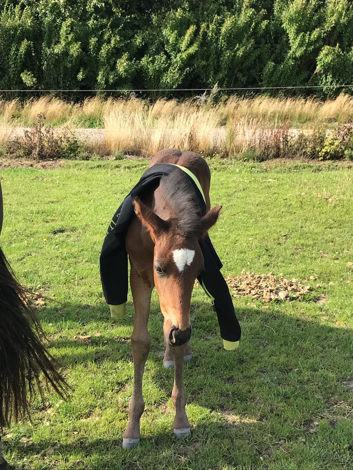 Anden særlig race Cera Bella - Rolig følmus, selvom man får trøje på. :o billede 3