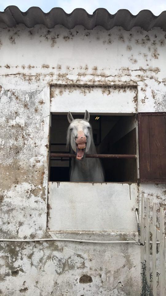 Lusitano Esperto billede 6