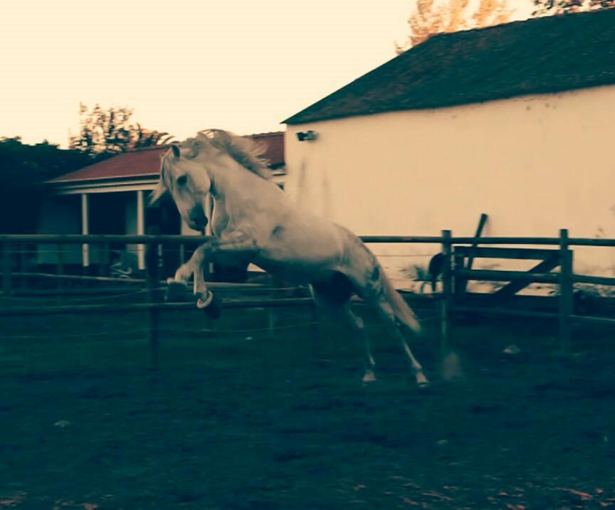 Lusitano Esperto billede 7