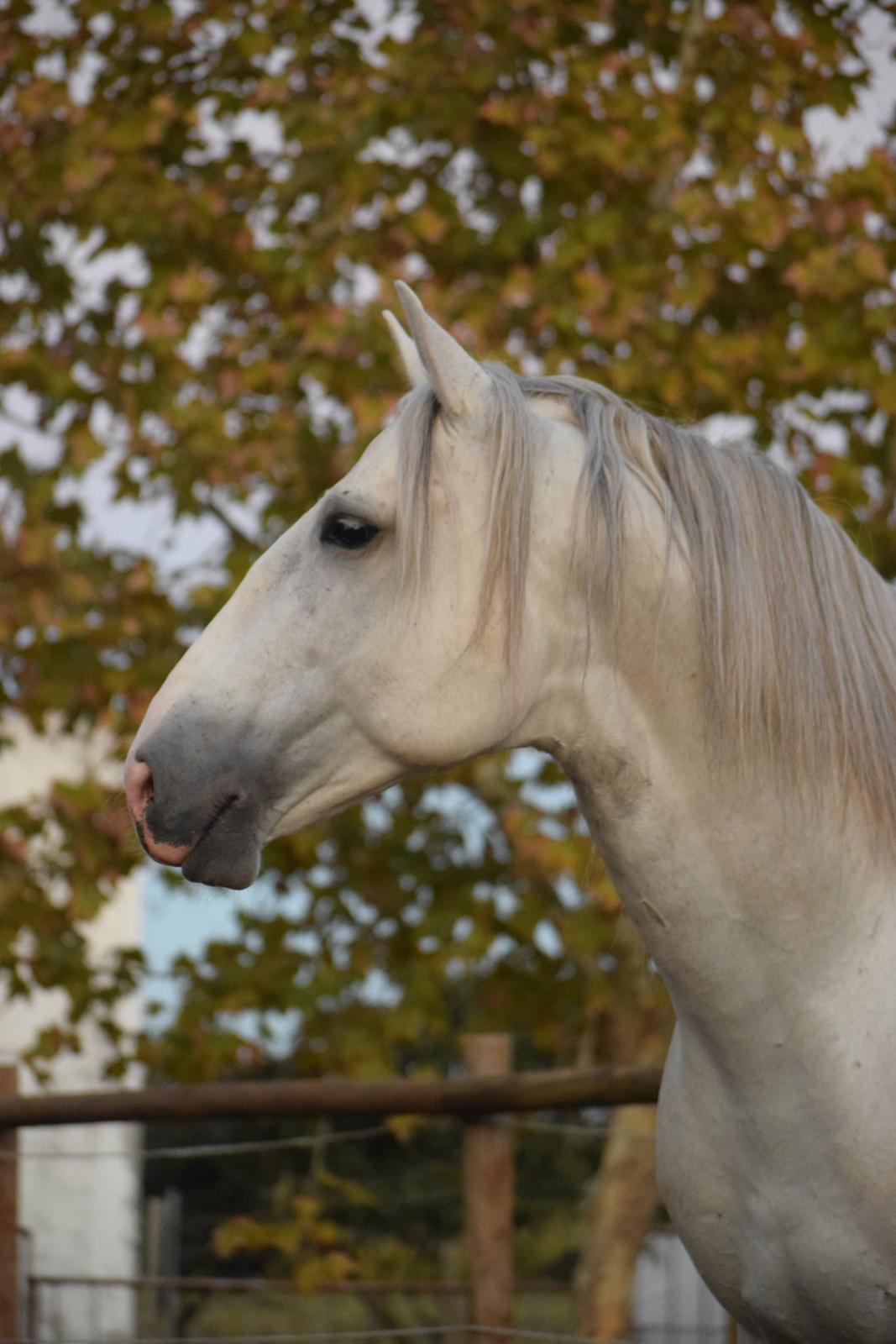 Lusitano Esperto billede 4