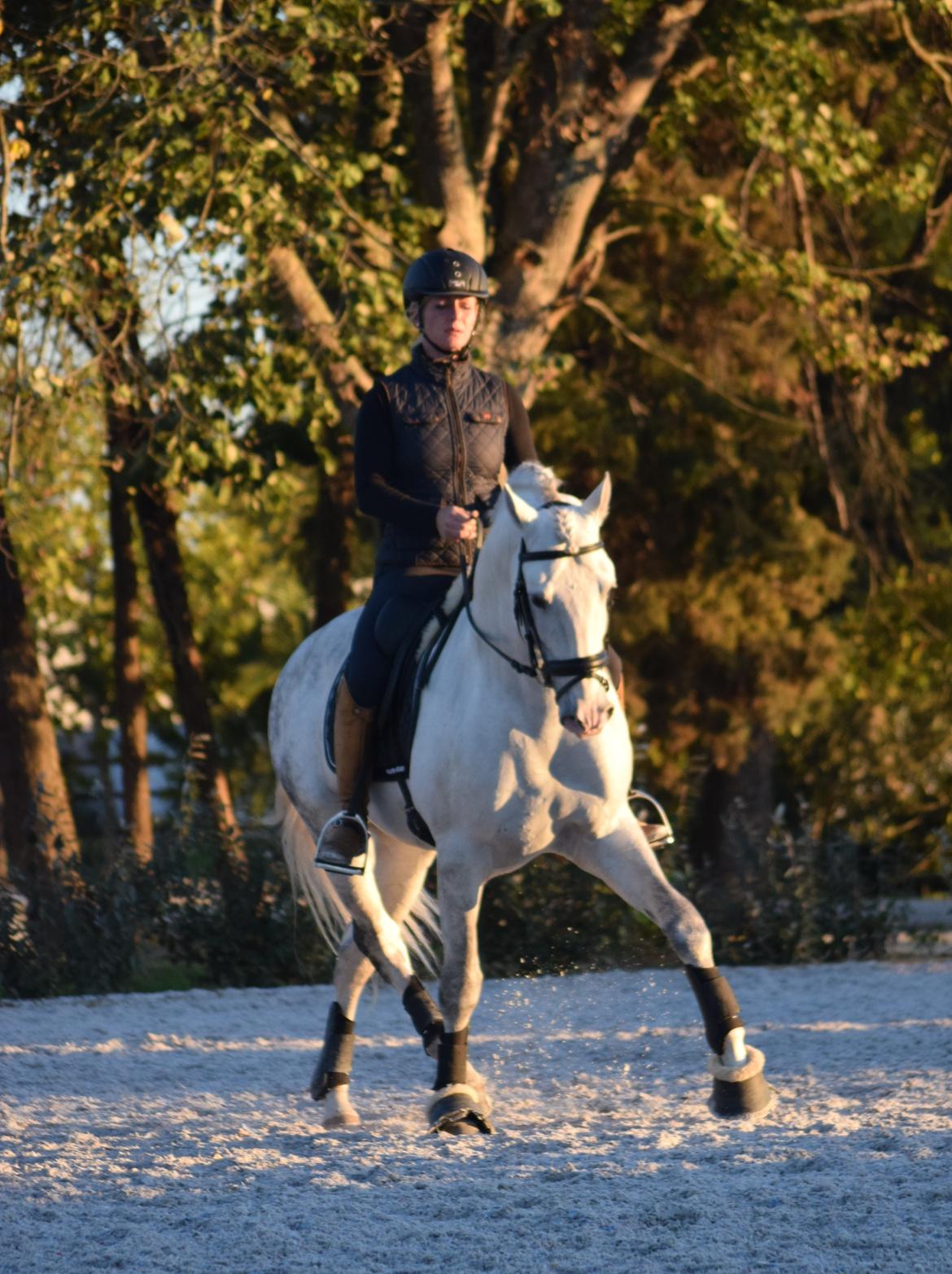 Lusitano Esperto - Daglig rytter, Nadja Maria på One World Equitation Center billede 8