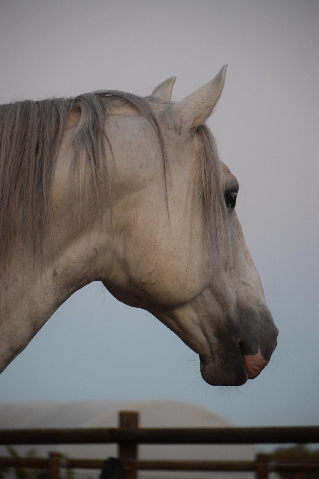 Lusitano Esperto billede 5